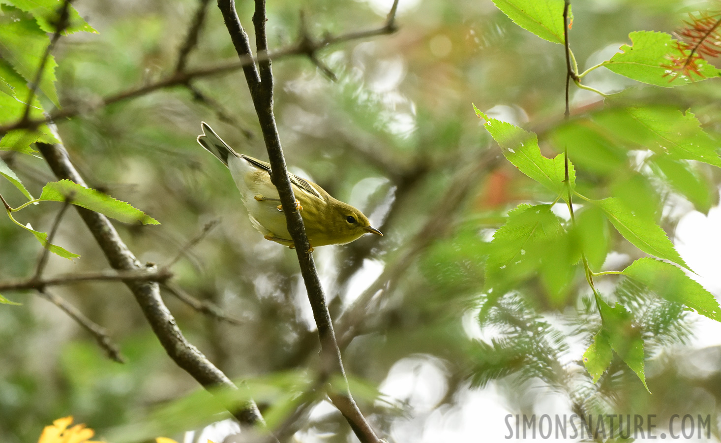 Setophaga striata [400 mm, 1/200 Sek. bei f / 7.1, ISO 3200]